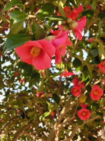 e0045768_2181011.jpg
