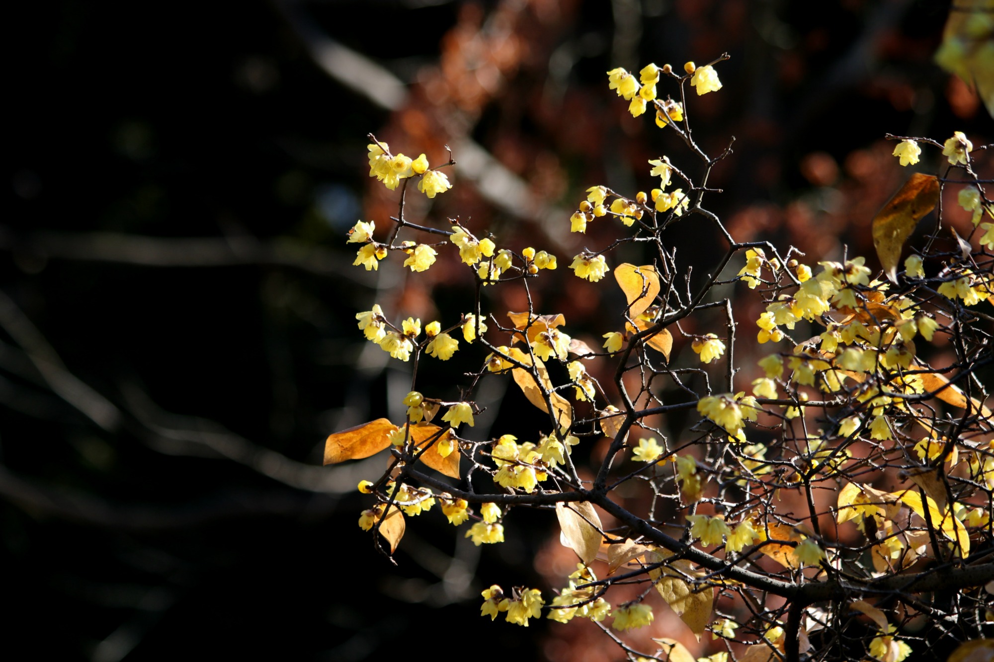 a0127090_11122584.jpg