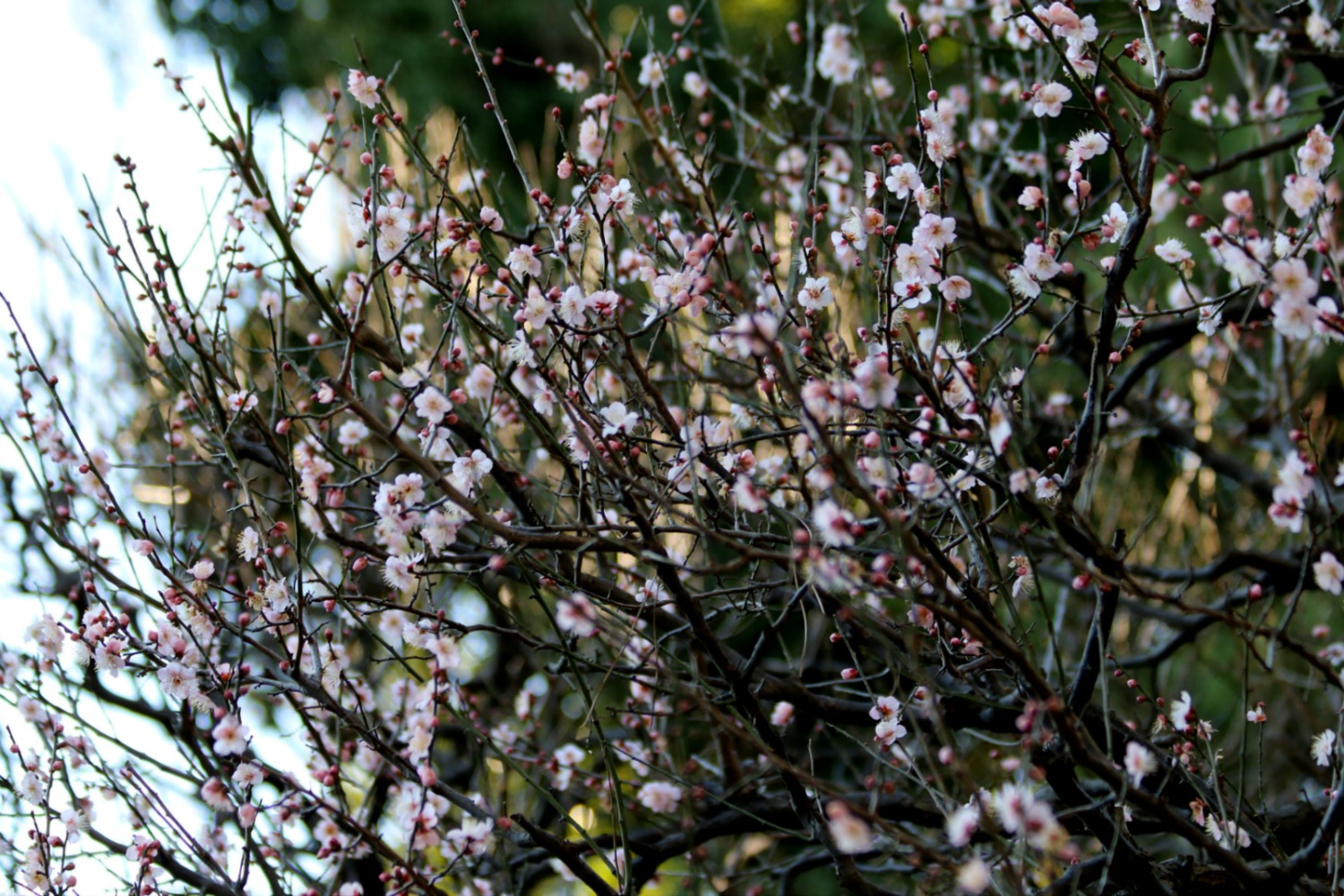 a0127090_11143881.jpg