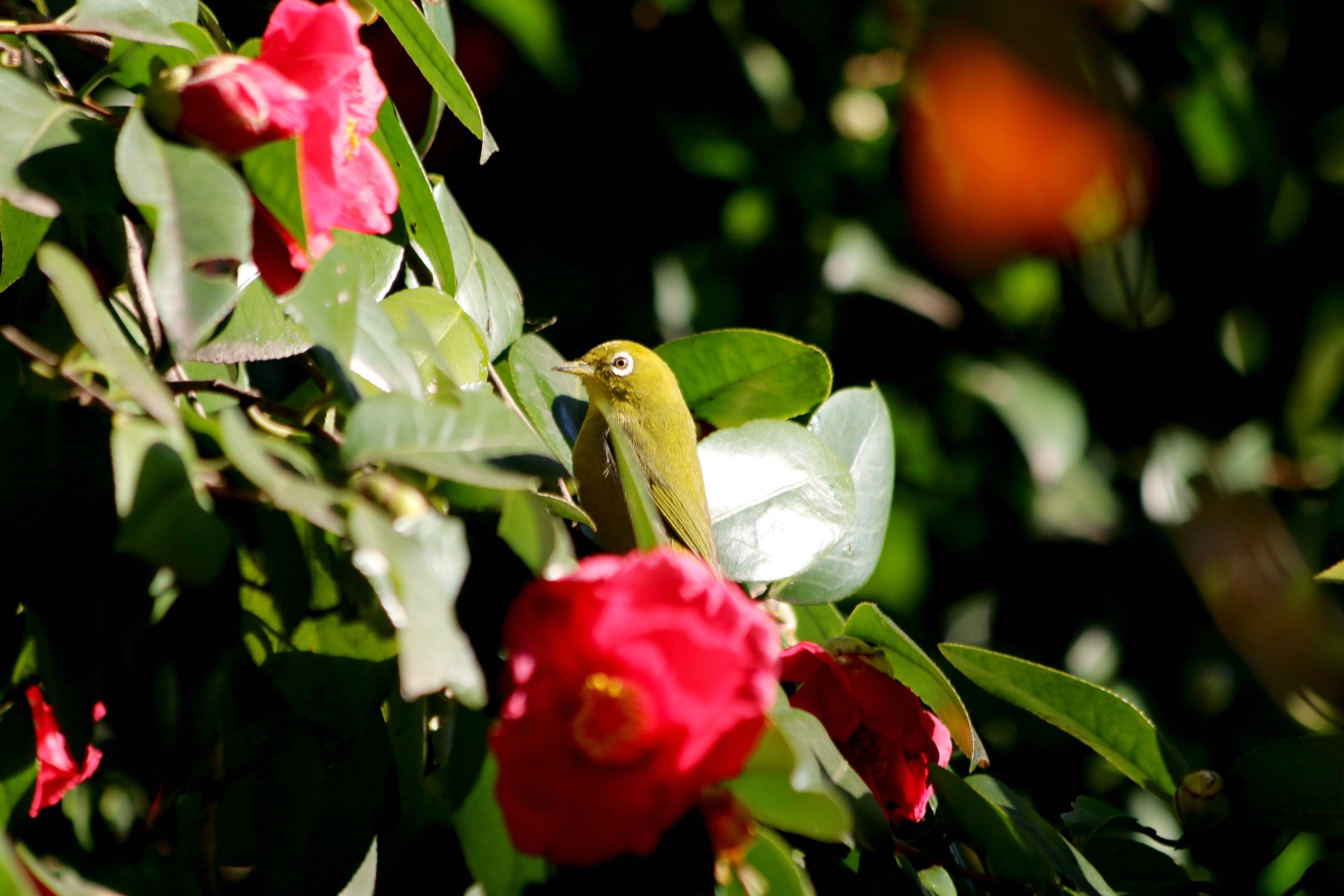 a0127090_11154361.jpg