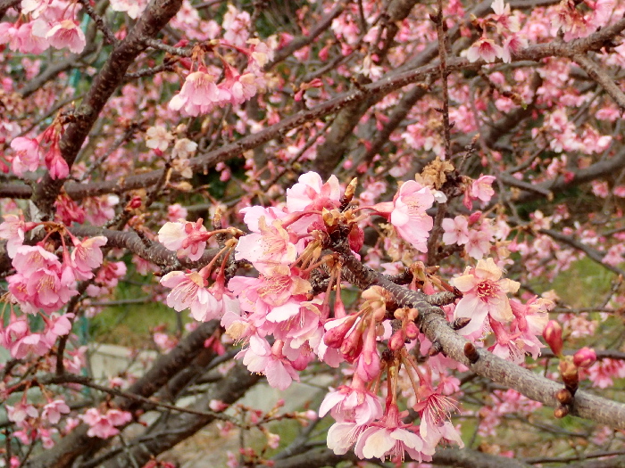 f0103126_1951122.jpg