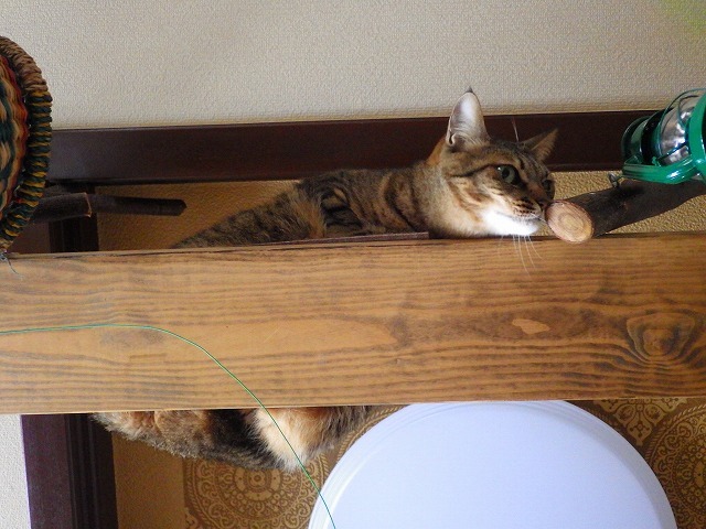 a0337237_14582358.jpg