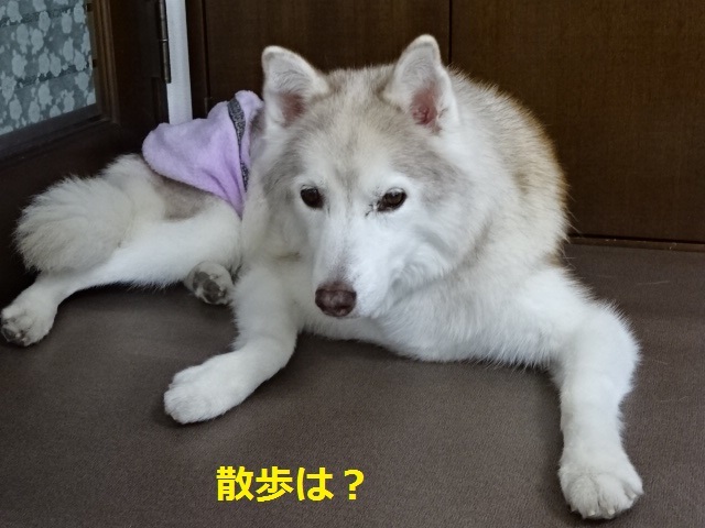 a0241761_15505778.jpg