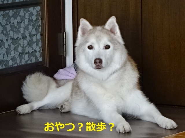 a0241761_15572378.jpg