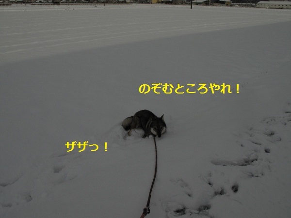 f0143123_10160270.jpg