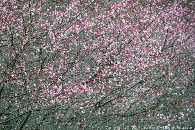 f0221546_21384976.jpg