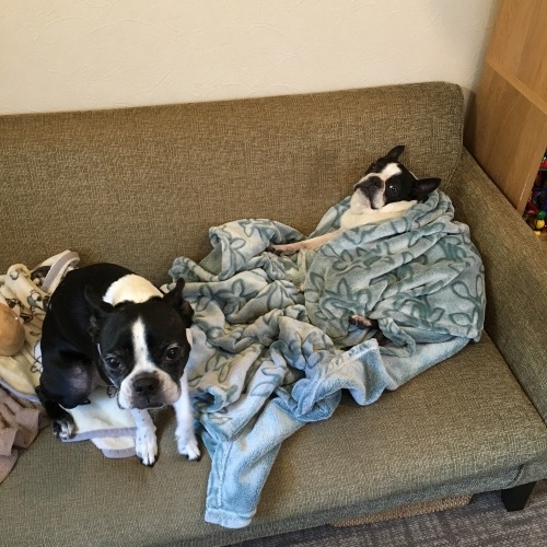 d0041575_21125040.jpeg