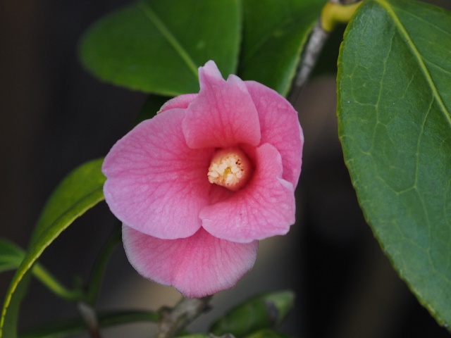 c0183777_2034646.jpg