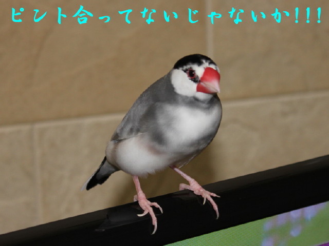 c0365734_21351346.jpg