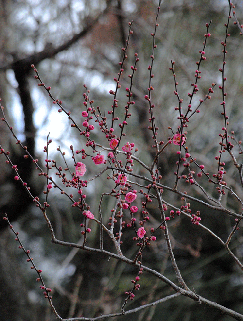 a0001354_20582256.gif