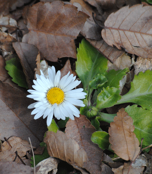 a0001354_20584220.gif
