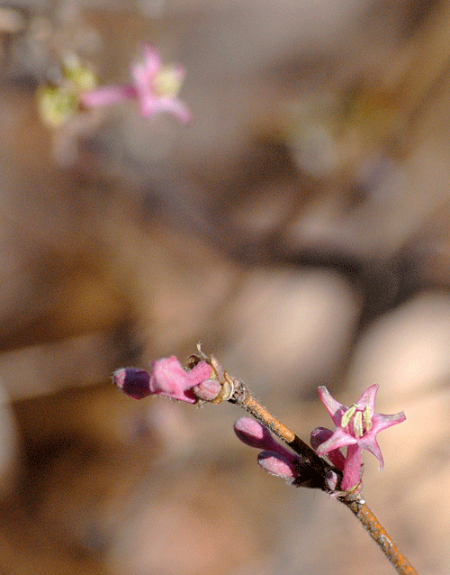 a0001354_20591269.gif