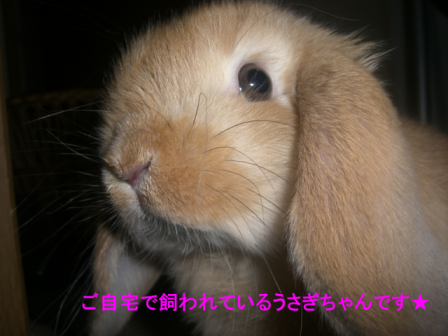 e0197164_1728461.png