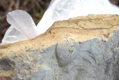 c0112172_2350338.jpg