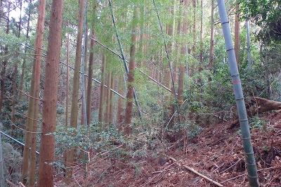 f0193521_4293767.jpg