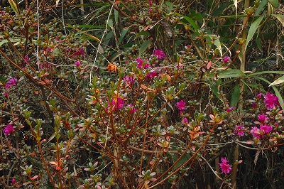 f0193521_444631.jpg