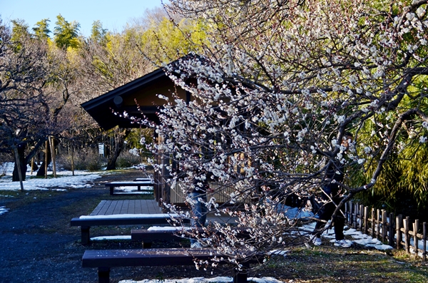 e0020957_114410.jpg