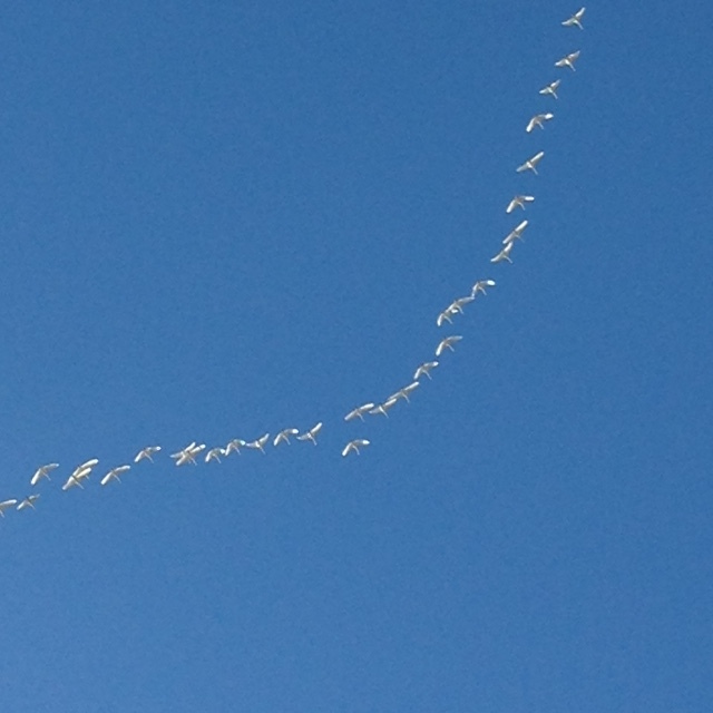 e0160568_15434893.jpg