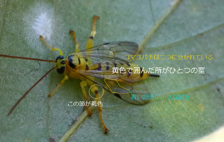 c0369491_21395669.jpg