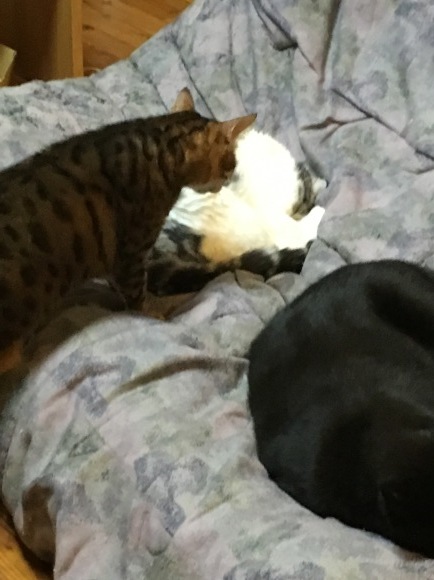 c0011300_20421371.jpeg