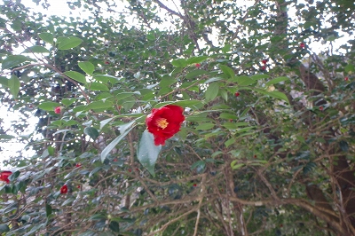 f0193521_19145042.jpg
