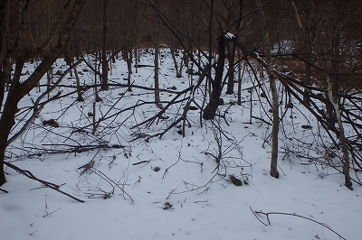 f0193521_19185516.jpg