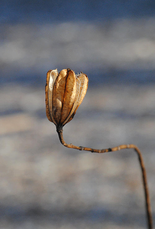 a0001354_2316225.gif