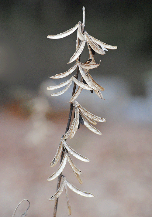 a0001354_23192519.gif