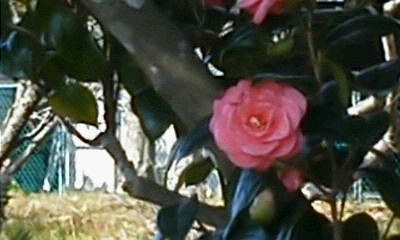 e0278968_21282884.jpg