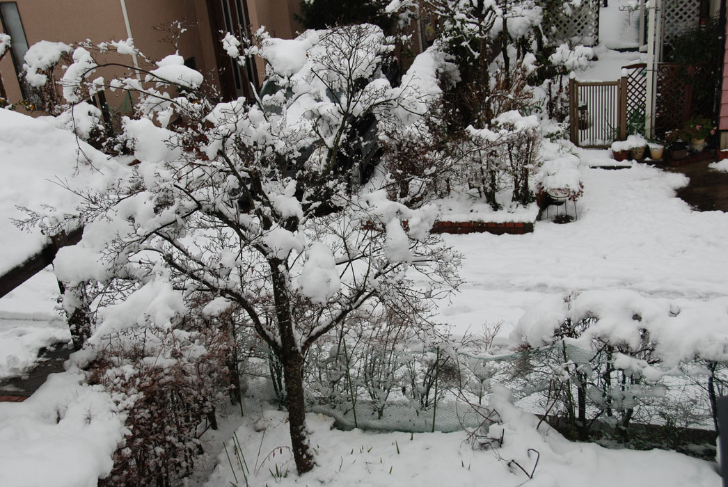 f0206417_1541387.jpg