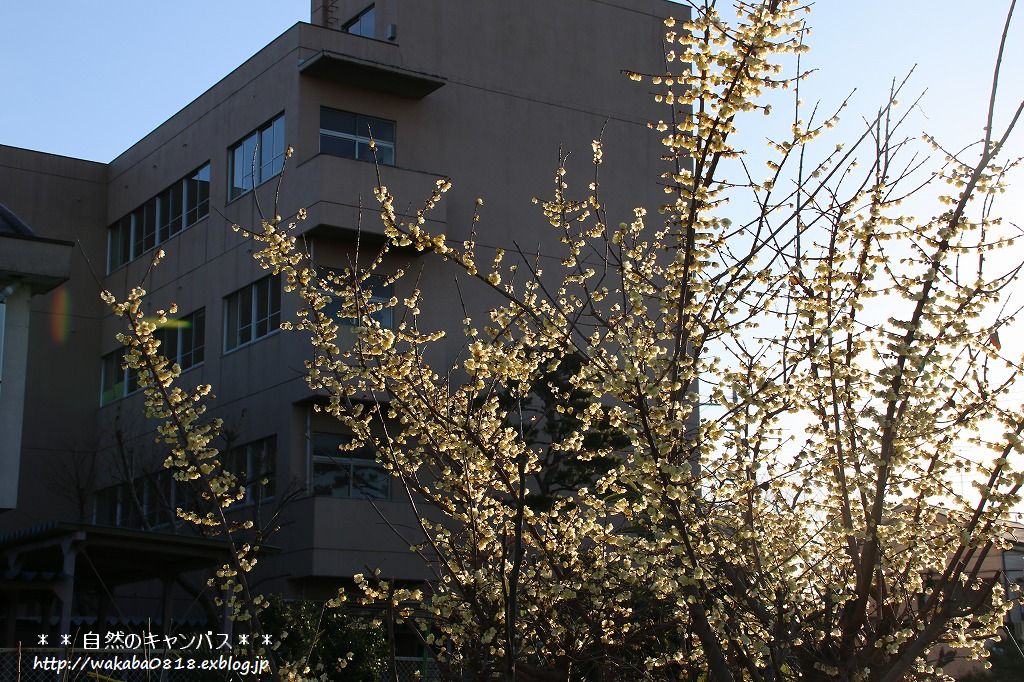 e0052135_17114731.jpg