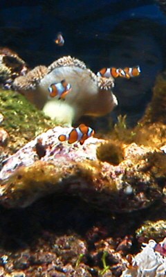 a0050838_934426.jpg