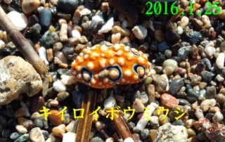 d0342920_16435733.jpg
