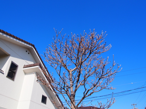 b0194267_15275040.jpg