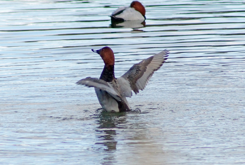 c0042418_8234030.jpg