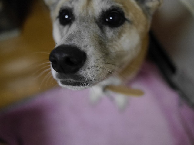 f0282319_4363649.jpg