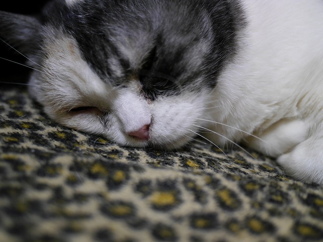 f0282319_437138.jpg