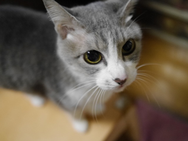 f0282319_4381280.jpg