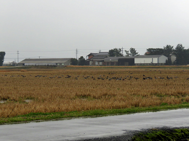 f0214649_5481028.jpg