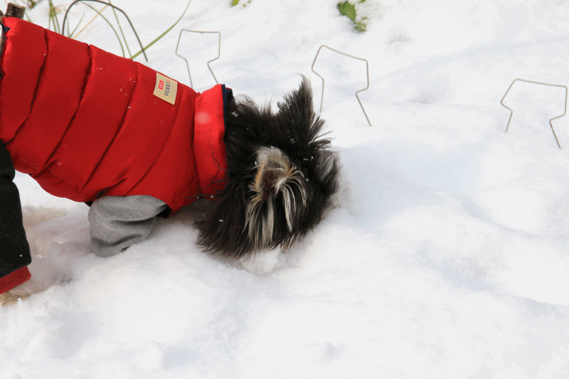 c0145250_16454554.gif