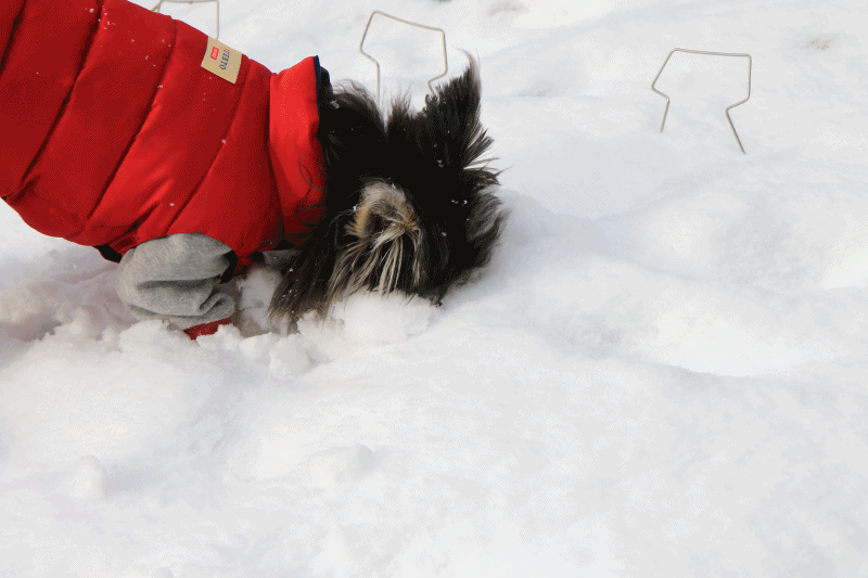 c0145250_16454721.gif