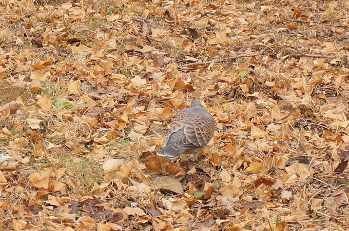 f0257756_1325315.jpg