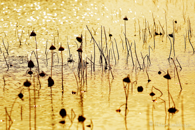 c0268775_08151359.jpg