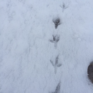 e0247279_20191687.jpg