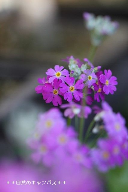 e0052135_1652310.jpg