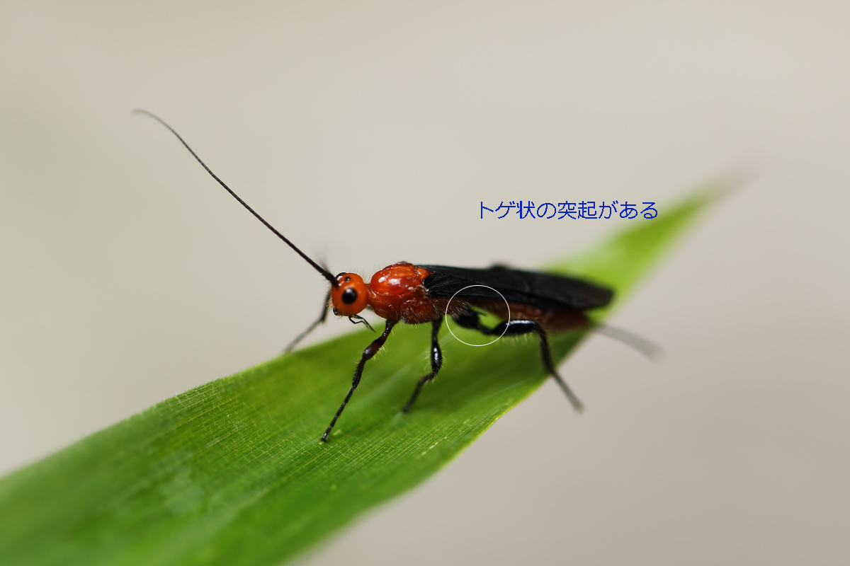 c0369491_21523128.jpg