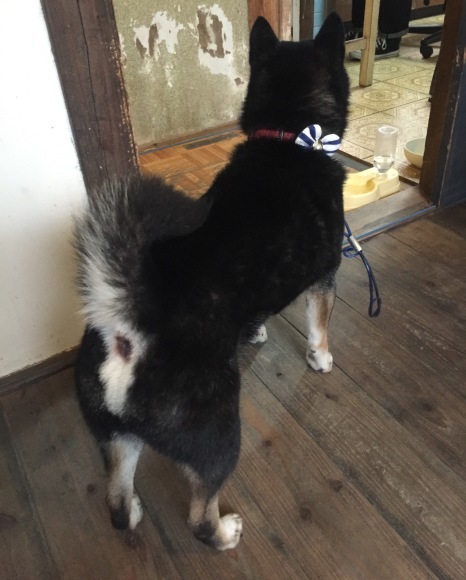 b0188998_22570390.jpeg