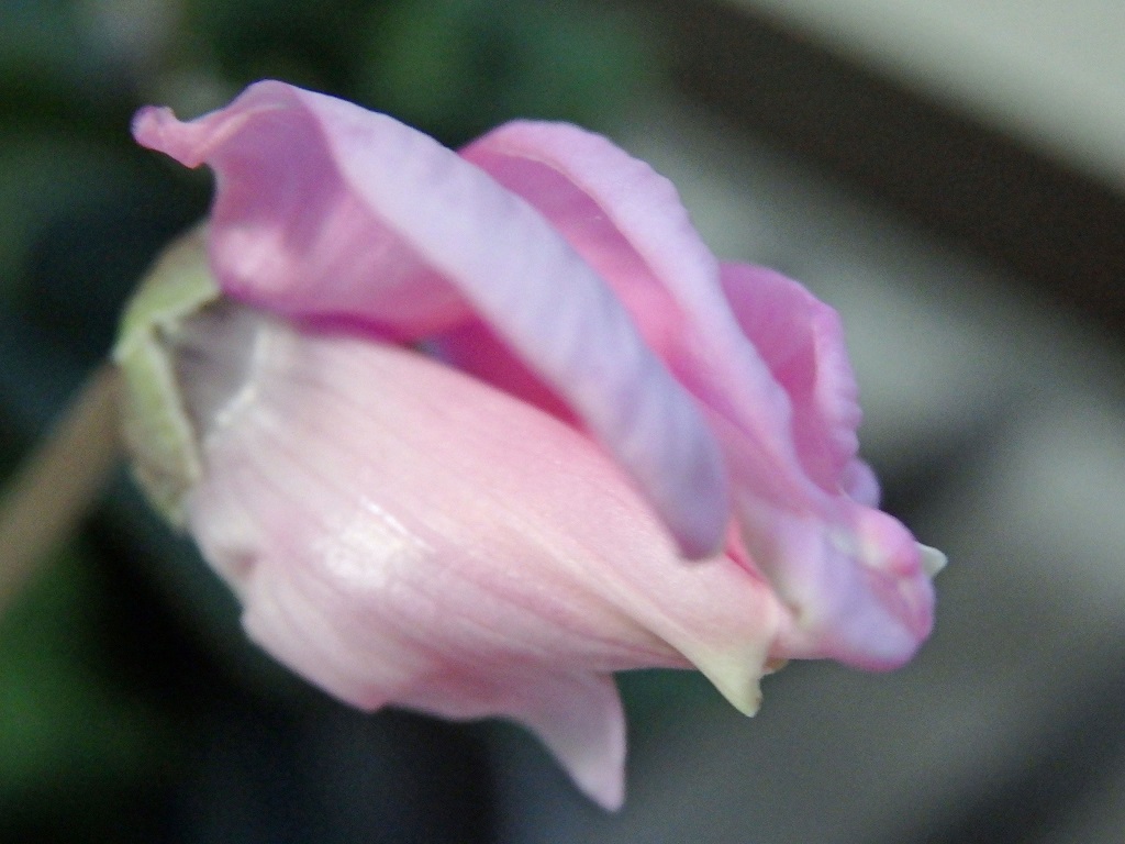 a0193457_17111562.jpg