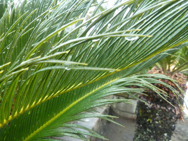 e0278968_19401819.jpg