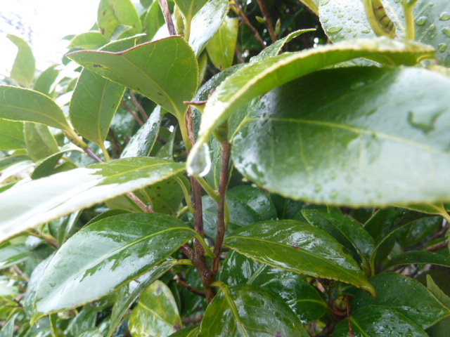 e0278968_1941045.jpg